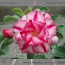 Fresh Double Moons Adenium Obesum Desert Rose Seeds 2 Seeds / Pack