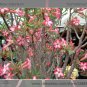 Fresh Heirloom Somalense Adenium White Pink Desert Rose Seeds 2 Seeds / Pack