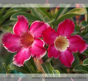 Fresh New Topi Tropical s Adenium Desert Rose Flower Seeds 2 Seeds / Pack Nice