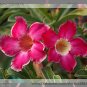 Fresh New Topi Tropical s Adenium Desert Rose Flower Seeds 2 Seeds / Pack Nice