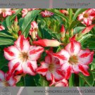 Fresh Harry Potter Adenium Obesum Heirloom Desert Rose Seeds 2 Seeds / Pack