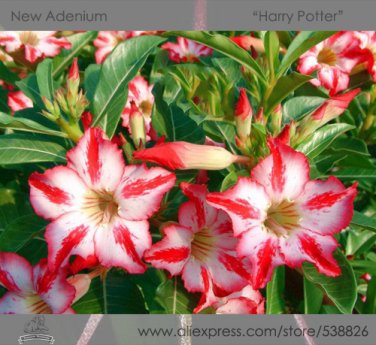 Fresh Harry Potter Adenium Obesum Heirloom Desert Rose Seeds 2 Seeds / Pack