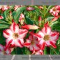 Fresh Harry Potter Adenium Obesum Heirloom Desert Rose Seeds 2 Seeds / Pack
