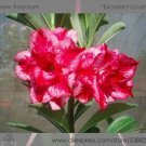 Fresh Excellent Lover Adenium Obesum Desert Rose Seeds 2 Seeds / Pac