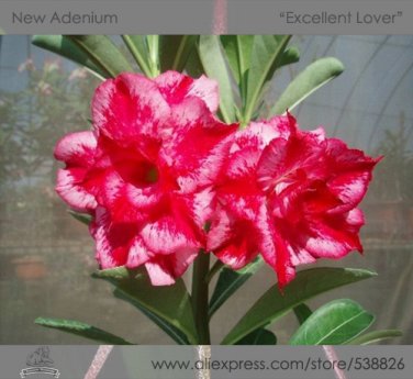 Fresh Excellent Lover Adenium Obesum Desert Rose Seeds 2 Seeds / Pac