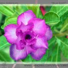 Fresh Blue Spirit Adenium Obesum Flower Seeds 2 Seeds Double petalled Desert Rose