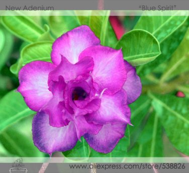 Fresh Blue Spirit Adenium Obesum Flower Seeds 2 Seeds Double petalled Desert Rose