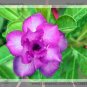 Fresh Blue Spirit Adenium Obesum Flower Seeds 2 Seeds Double petalled Desert Rose