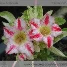 Fresh Diamond Light Pink Double Flowers Red Stripe Adenium Obesum 2 Seeds Desert Rose