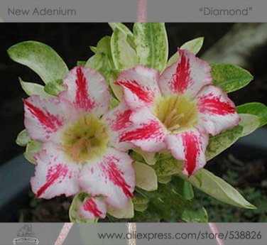 Fresh Diamond Light Pink Double Flowers Red Stripe Adenium Obesum 2 Seeds Desert Rose