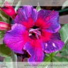 Fresh  Tasi Purple Red Adenium Perennial Flower Seeds 2 Seeds/Pack Desert Rose