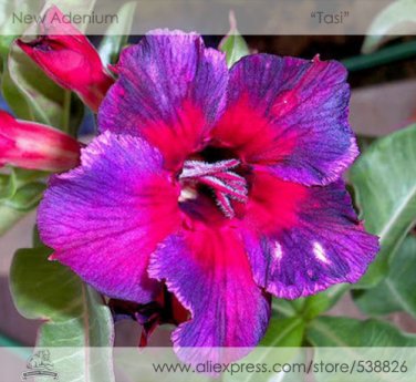 Fresh  Tasi Purple Red Adenium Perennial Flower Seeds 2 Seeds/Pack Desert Rose