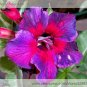 Fresh  Tasi Purple Red Adenium Perennial Flower Seeds 2 Seeds/Pack Desert Rose