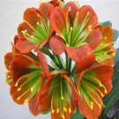 Fresh Gorgeous Clivia Flower Seeds Pale Red with Green Centre Flowers