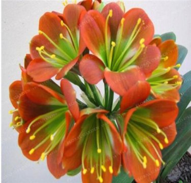 Fresh Gorgeous Clivia Flower Seeds Pale Red with Green Centre Flowers
