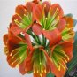 Fresh Gorgeous Clivia Flower Seeds Pale Red with Green Centre Flowers