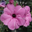Fresh Adenium Desert Rose 2 Seeds purple single petals with white stripe