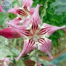 Fresh Chounv Wudi Adenium Desert Rose 2 Seeds tiger colorful single petals