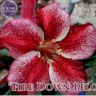 Fresh Fire Down Below Adenium Desert Rose 2 Seeds big headed colorful petals