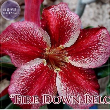 Fresh Fire Down Below Adenium Desert Rose 2 Seeds big headed colorful petals