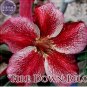 Fresh Fire Down Below Adenium Desert Rose 2 Seeds big headed colorful petals