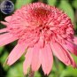 Fresh Echinacea Mixed 9 Colors Big Blooms Perennial Flower Seeds