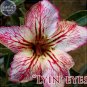 Fresh Lyin eyes Colorful Adenium Desert Rose 2 Seeds
