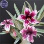 Fresh Zhu Erdu Pink Dark Red Adenium Desert Rose 2 Seeds single petals