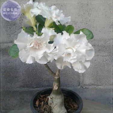 Fresh Bai Nangzi White Wrinkled Adenium Desert Rose 2 Seeds 5 layer compact flowers