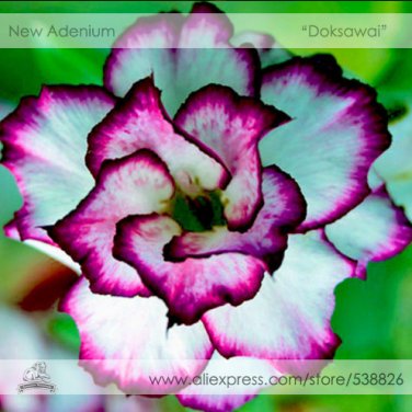 Fresh Adenium Obesum Doksawai Desert Rose Flower Seeds 2 Seeds / Pack