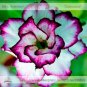 Fresh Adenium Obesum Doksawai Desert Rose Flower Seeds 2 Seeds / Pack
