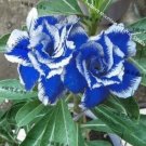 Fresh New Rare Blue Desert Rose (Adenium) 2 Seeds 100% True Variety