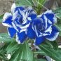 Fresh New Rare Blue Desert Rose (Adenium) 2 Seeds 100% True Variety