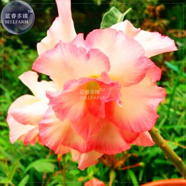 Fresh Orange Light Rose Pink Adenium Desert Rose Flower 2 Seeds 5 layers