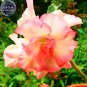 Fresh Orange Light Rose Pink Adenium Desert Rose Flower 2 Seeds 5 layers