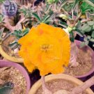 Fresh Golden Adenium Desert Rose Flower Seeds 2 seeds 3 layer big blooms flowers