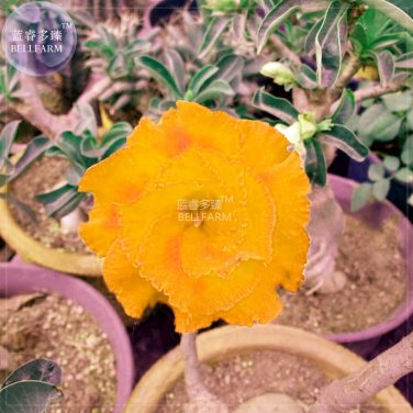 Fresh Golden Adenium Desert Rose Flower Seeds 2 seeds 3 layer big blooms flowers