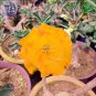 Fresh Golden Adenium Desert Rose Flower Seeds 2 seeds 3 layer big blooms flowers