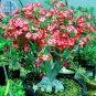 Fresh Adenium Whitish Red Petal Flower Seeds 2 seeds single layer compact tree flowers