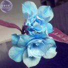Fresh Adenium Sky Blue Petal Flower Seeds 2 seeds 10 layer big blooms