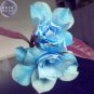 Fresh Adenium Sky Blue Petal Flower Seeds 2 seeds 10 layer big blooms