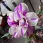 Fresh Adenium White Petals Purple Stripe Spot Flower Seeds 2 seeds 2 layer big blooms