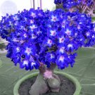 Fresh Adenium Dark Blue Petals Light Pink Eye Flower 2 Seeds