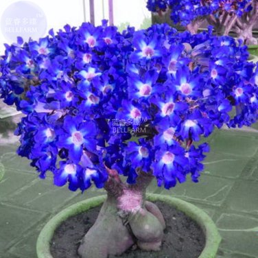 Fresh Adenium Dark Blue Petals Light Pink Eye Flower 2 Seeds