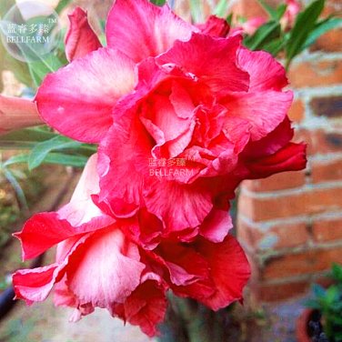 Fresh Adenium Dark Rose Red Petals with part of White Petal Flower 2 Seeds 6 layers