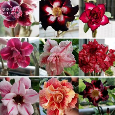 Fresh Adenium Mixed 9 Types of Desert Rose Flower Seeds 50 seeds double petalss