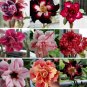 Fresh Adenium Mixed 9 Types of Desert Rose Flower Seeds 50 seeds double petalss