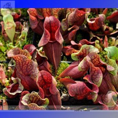 Fresh Insect catching Enchantress Carnivorous Seeds 100 Seeds/Pack SucculentDesk Pot