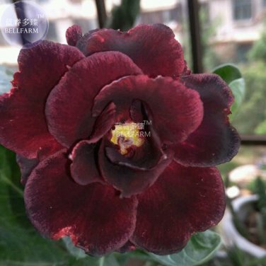 Fresh Adenium Redish Black Big Blooms Flower Seeds 2 seeds 4 layer desert rose