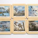Waterfowl Cork Back Coasters Snow Canada Geese Pintails Woodducks Mallards Teals